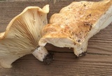 Lactarius psammicola image
