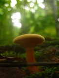 Hygrophoropsis aurantiaca image