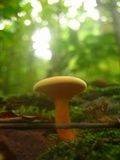 Hygrophoropsis aurantiaca image