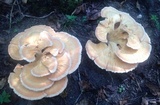 Laetiporus cincinnatus image