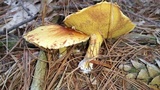 Suillus americanus image