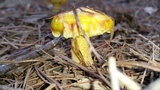 Suillus americanus image