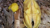 Suillus americanus image