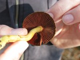Cortinarius semisanguineus image