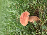 Polyporus radicatus image