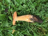 Polyporus radicatus image