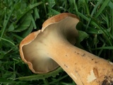 Polyporus radicatus image