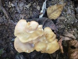 Clitocybe gibba image