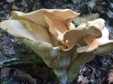 Clitocybe gibba image