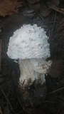 Amanita canescens image