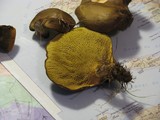 Boletinellus merulioides image