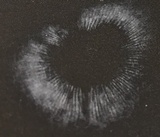 Clitocybe glaucoalba image