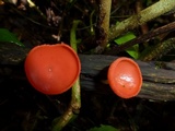 Cookeina speciosa image