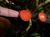 Cookeina speciosa image