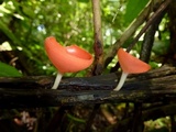 Cookeina speciosa image