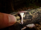 Panus lecomtei image