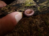 Panus lecomtei image