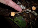 Cookeina tricholoma image