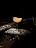 Cookeina tricholoma image