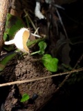 Cookeina tricholoma image