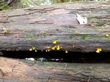 Dacryopinax spathularia image