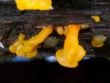 Dacryopinax spathularia image