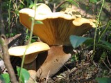 Tapinella atrotomentosa image
