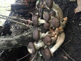 Armillaria gallica image