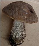 Leccinum snellii image