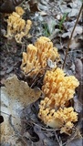 Ramaria flavescens image