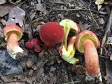 Baorangia bicolor image