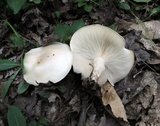 Clitocybe fragrans image