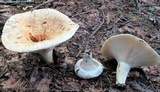 Lactarius deceptivus image
