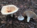 Lactarius deceptivus image