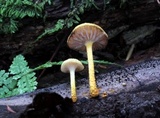 Cyptotrama chrysopepla image