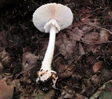 Amanita abrupta image