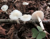 Hygrophorus eburneus image