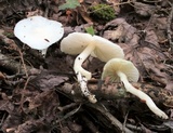 Hygrophorus eburneus image
