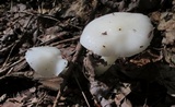 Hygrophorus eburneus image