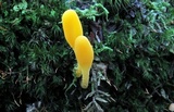 Microglossum rufum image
