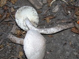 Leucoagaricus barssii image