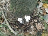 Entoloma abortivum image