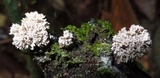 Xylaria cubensis image