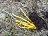 Clavulinopsis fusiformis image