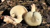 Clitocybe glaucoalba image