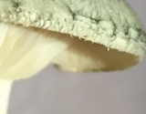 Clitocybe glaucoalba image
