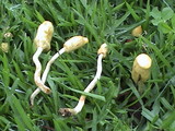 Leratiomyces cucullatus image