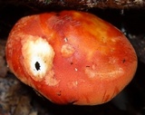 Leucopaxillus gracillimus image