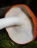 Leucopaxillus gracillimus image