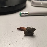 Clitocybe glaucoalba image